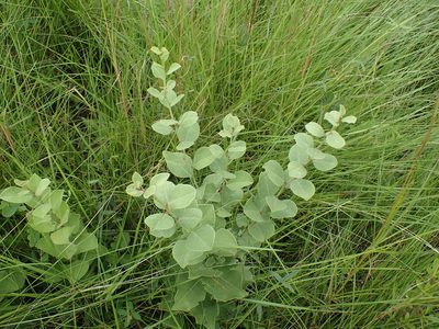 Gymnosporia woodii, photographed by Mahomed Desai