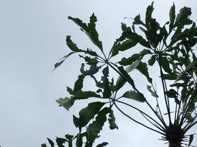 Cussonia nicholsonii, photographed by Mahomed Desai