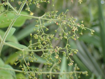Galopina circaeoides, photographed by Mahomed Desai