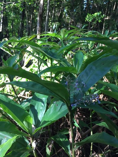 Pollia macrophylla, photographed by dan_johnston