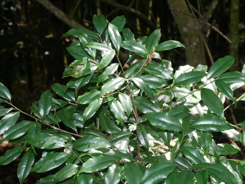 Symplocos heishanensis, photographed by Jacy Chen