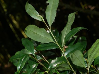 Symplocos heishanensis, photographed by Jacy Chen