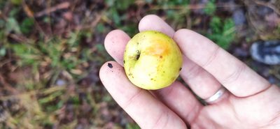 Malus sylvestris, photographed by Tavenetat Kevin