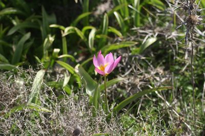 Tulipa saxatilis, photographed by John Lyden