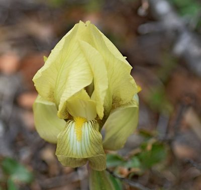 Iris reichenbachii, photographed by Kostas Zontanos