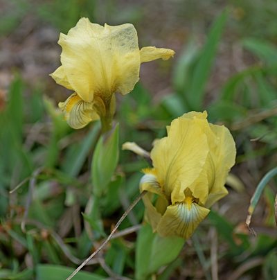 Iris reichenbachii, photographed by Kostas Zontanos