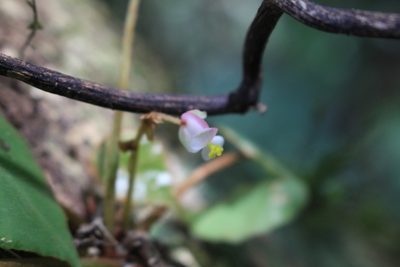 Begonia conchifolia, photographed by Jake Rehage
