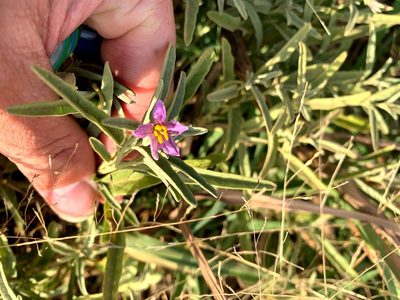Solanum esuriale, photographed by Lukas Clews