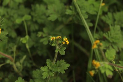 Villanova oppositifolia, photographed by Andrés Ramírez-Barrera