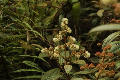 Miconia cataractae, photographed by Andrés Ramírez-Barrera