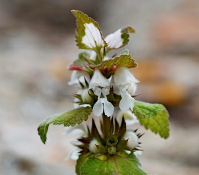 Lamium moschatum, photographed by Kostas Zontanos