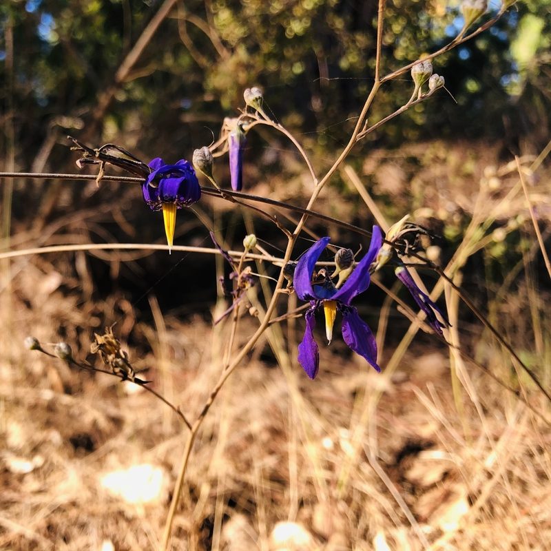 Conanthera bifolia, photographed by Francisco E. Fonturbel