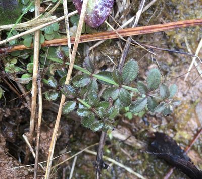 Galium pilosum, photographed by Becky Dill