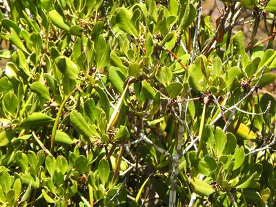 Ceriops australis, photographed by Greg Tasney