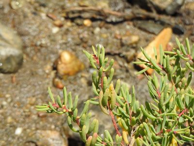 Suaeda arbusculoides, photographed by Greg Tasney