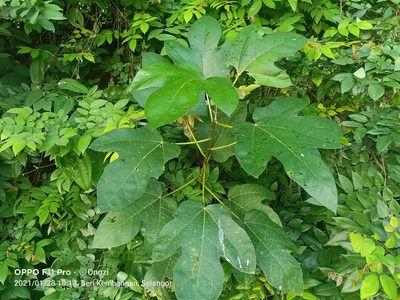 Ficus simplicissima, photographed by Ong Jyh Seng