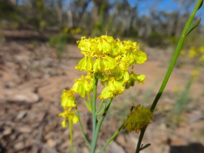 Glischrocaryon behrii, photographed by Kiri Bee