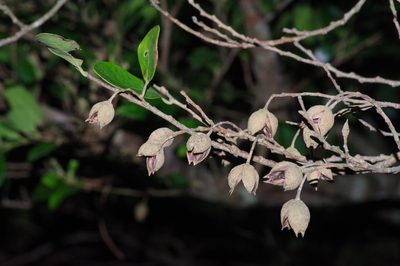 Distylium racemosum, photographed by Takaaki Hattori