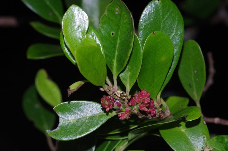 Distylium racemosum, photographed by Takaaki Hattori