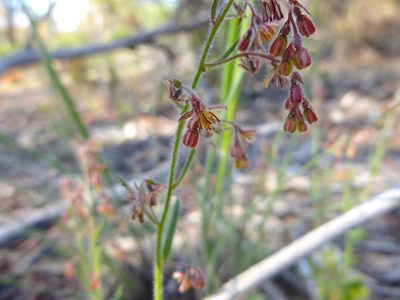 Gonocarpus elatus, photographed by Kiri Bee