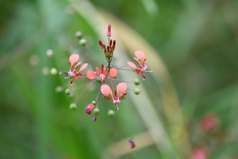 Lopezia hirsuta, photographed by adel-fridus