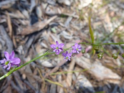Arthropodium minus, photographed by Kiri Bee