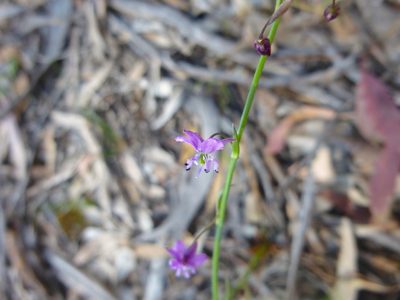 Arthropodium minus, photographed by Kiri Bee