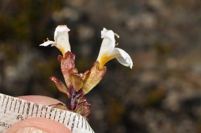 Euphrasia laingii, photographed by Pieter Pelser