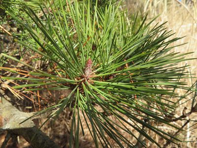 Pinus densiflora, photographed by Marco Mussita