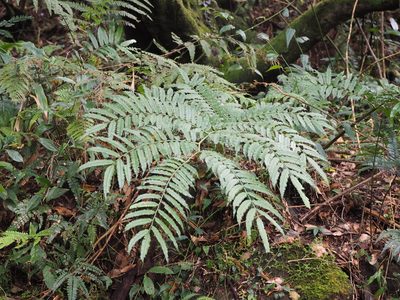 Angiopteris lygodiifolia, photographed by 葉子