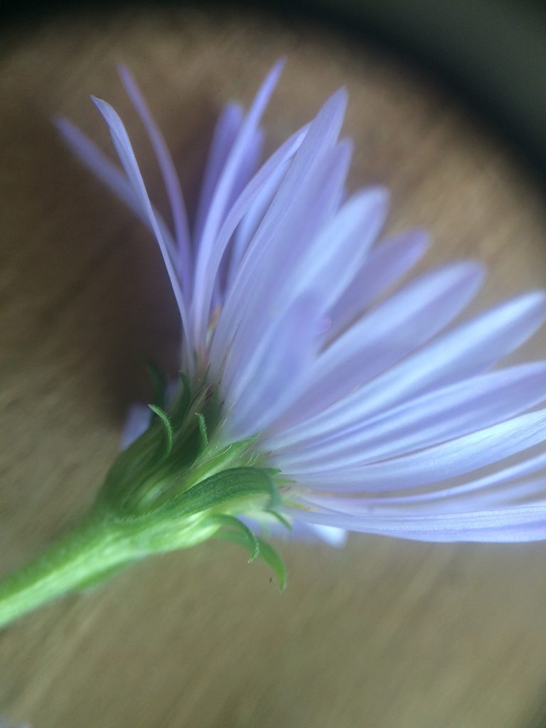 Symphyotrichum anticostense, photographed by Étienne Lacroix-Carignan