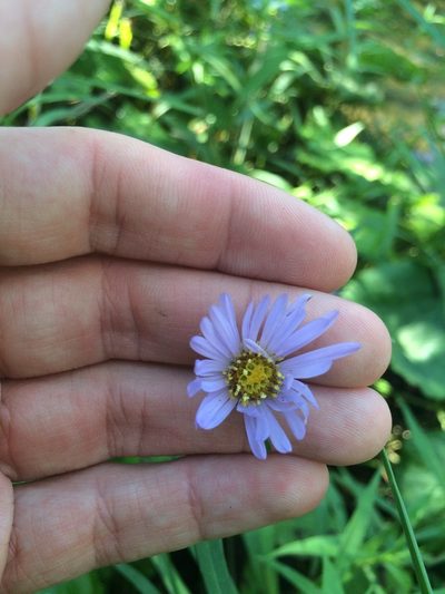Symphyotrichum anticostense, photographed by Étienne Lacroix-Carignan