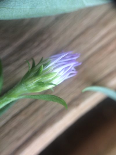 Symphyotrichum anticostense, photographed by Étienne Lacroix-Carignan