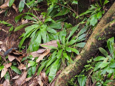 Helonias umbellata, photographed by 葉子