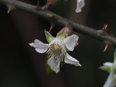 Rubus corchorifolius, photographed by 葉子