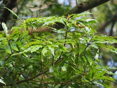 Litsea fluminensis, photographed by 葉子