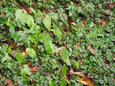 Begonia formosana, photographed by 葉子