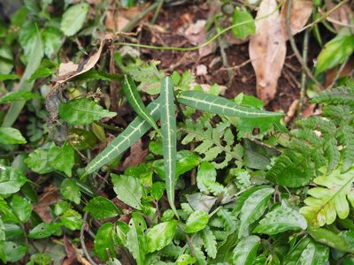 Gardneria multiflora, photographed by 葉子