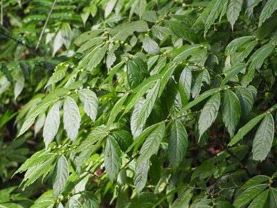 Elatostema lineolatum, photographed by 葉子