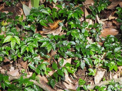 Elatostema radicans, photographed by 葉子