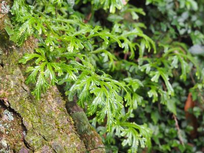 Selaginella doederleinii, photographed by 葉子