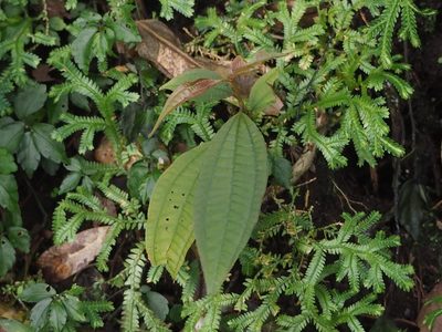 Blastus cochinchinensis, photographed by 葉子