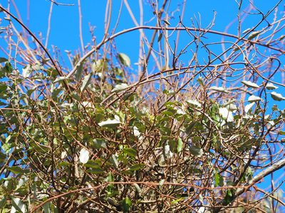 Elaeagnus glabra, photographed by 葉子