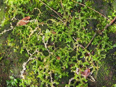 Selaginella remotifolia, photographed by 葉子