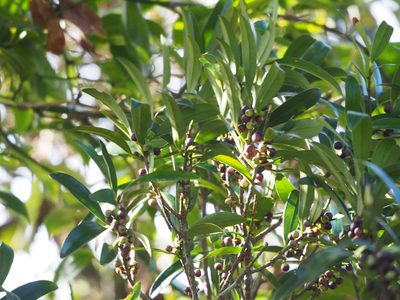Myrsine seguinii, photographed by 葉子