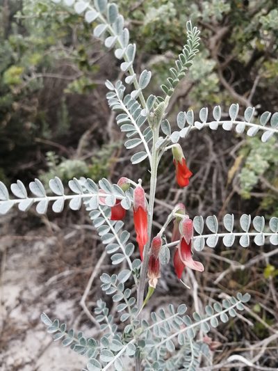 Lessertia canescens, photographed by sharndreheuvel