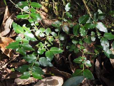 Damnacanthus indicus, photographed by 葉子