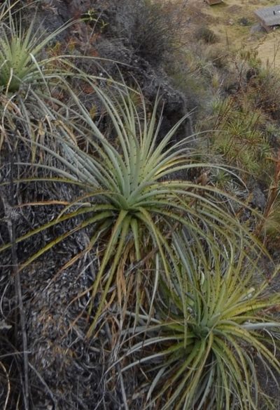 Puya ferruginea, photographed by Zac Peterson