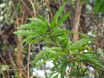 Litsea fluminensis, photographed by 葉子