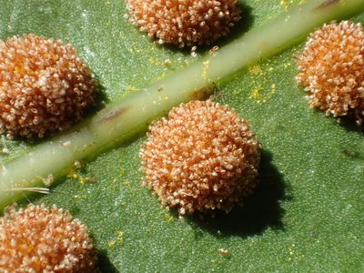 Lepisorus fortuni, photographed by 葉子
